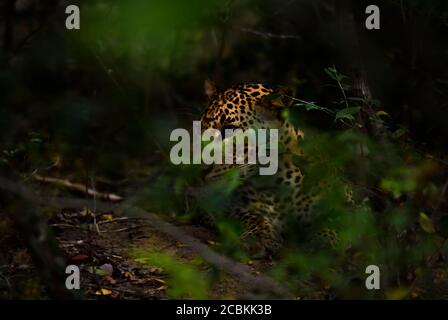 Leopardo dello Sri Lanka - Panthera pardus kotiya, bellissimo gatto selvatico delle foreste e dei boschi dello Sri Lanka. Foto Stock