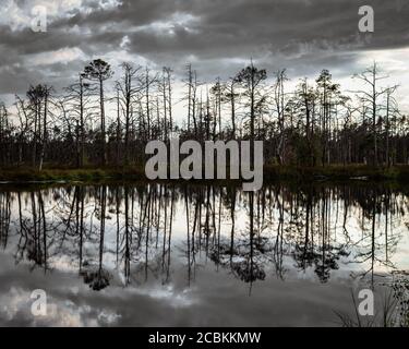 Isola con alberi secchi e il loro riflesso nel lago di palude. Foto Stock