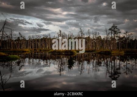 Isola con alberi secchi con un albero verde al centro e il loro riflesso nel lago di palude. Foto Stock