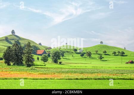 Linden Trees, Neuheim, Hirzel, Zug, Svizzera, Europa Foto Stock