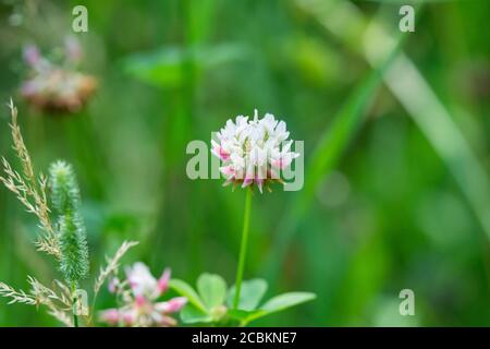 Fiori bianchi del trifoglio in estate Foto Stock
