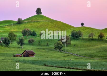 Linden Trees, Neuheim, Hirzel, Zug, Svizzera, Europa Foto Stock