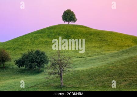 Linden Trees, Neuheim, Hirzel, Zug, Svizzera, Europa Foto Stock