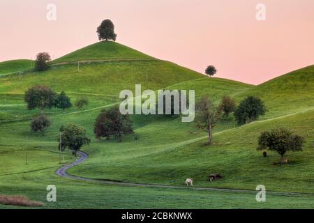 Linden Trees, Neuheim, Hirzel, Zug, Svizzera, Europa Foto Stock