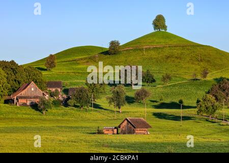 Linden Trees, Neuheim, Hirzel, Zug, Svizzera, Europa Foto Stock