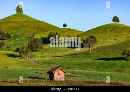 Linden Trees, Neuheim, Hirzel, Zug, Svizzera, Europa Foto Stock