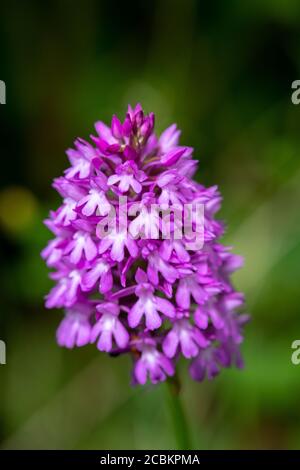 Orchide (Anacamptis pyramidalis) crescente selvatici Foto Stock