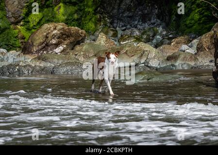 Wet bordo collie cane giocare nell'acqua dell'oceano a. Spiaggia di Luffenholtz Foto Stock