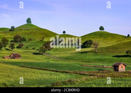 Linden Trees, Neuheim, Hirzel, Zug, Svizzera, Europa Foto Stock