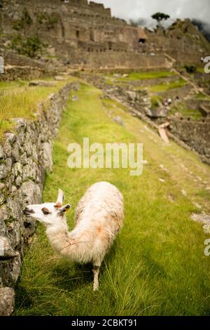 Machu Picchu e lama, Valle Sacra, Perù, Sud America Foto Stock