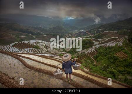 Coltivatore in campo terrazzato, Longsheng, Provincia di Guangxi, Cina Foto Stock