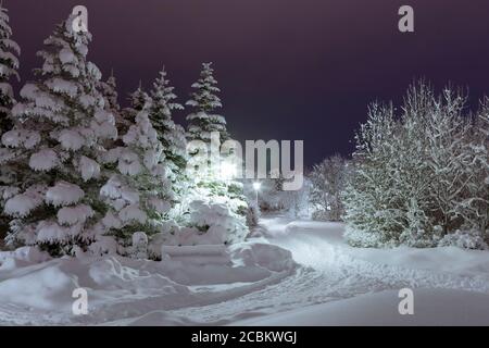 Alberi innevati nei giardini botanici di notte, Reykjavik, Islanda Foto Stock
