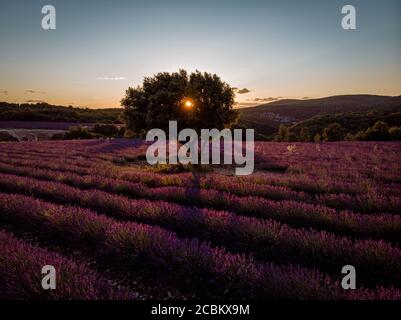 Campi di lavanda in Ardeche nel sud-est della Francia Foto Stock