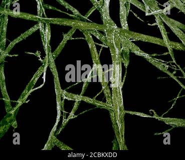 Vista microscopica delle alghe verdi Foto Stock