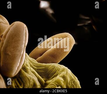 Vista microscopica del polline di peperoncino Foto Stock