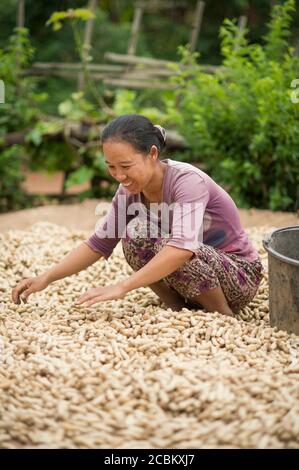 Donna mid adulta che lavora durante la raccolta delle arachidi, Shan state, Keng Tung, Birmania Foto Stock