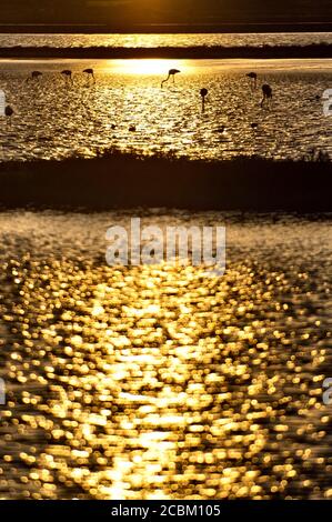 Fenicotteri al tramonto, stagno di Santa Gilla, Cagliari, Sardegna, Italia Foto Stock