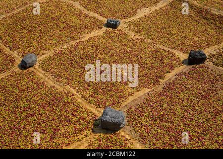 Peperoni che asciugano al sole, Bali, Indonesia Foto Stock