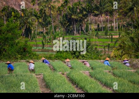 Lavoratori agricoli che tengono l'aglio in campo, Lombok, Indonesia Foto Stock