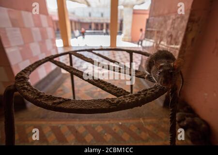 Ratto a Karni Mata tempio di ratto, Deshnoke, Rajasthan, India Foto Stock