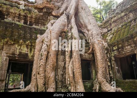 Rovine del tempio e radici degli alberi sopravsviluppate a Ta Phrom, Angkor Wat, Cambogia Foto Stock
