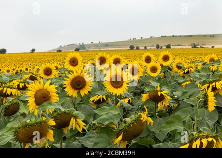 Un campo di girasole pieno di fiori di sole luminosi vicino Stanton St Bernard, Wiltshire. Preso durante una calda giornata estiva con calore foschia. Inghilterra, Regno Unito Foto Stock