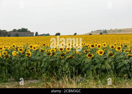Un campo di girasole pieno di fiori di sole luminosi vicino Stanton St Bernard, Wiltshire. Preso durante una calda giornata estiva con calore foschia. Inghilterra, Regno Unito Foto Stock