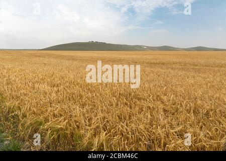 Un campo di grano di maturazione a Stanton St Bernard con il cavallo bianco di Alton Barnes visto attraverso il calore estivo foschia in background, Wiltshire, Inghilterra, Regno Unito. Foto Stock