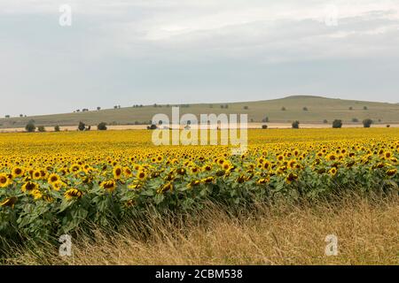 Un campo di girasoli pieno di girasoli luminosi in Stanton St Bernard, Wiltshire. Preso durante una calda giornata estiva con calore foschia. Pewsey Downs, Inghilterra, Regno Unito Foto Stock