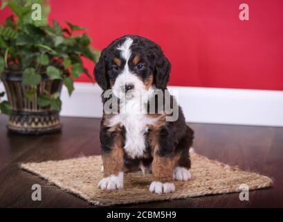 F1 Tri-colored Puppy in miniatura Bernedoodle in camera con parete rossa Foto Stock