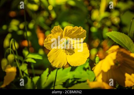 Un papavero gallese giallo, Northumberland, Regno Unito Foto Stock