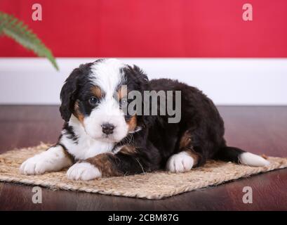 F1 Tri-colored Puppy in miniatura Bernedoodle in camera con parete rossa Foto Stock