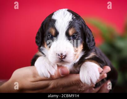 F1 Tri-colored Puppy bernedoodle in miniatura tenuto in mano Foto Stock