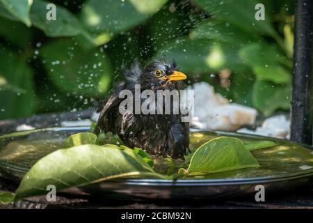 Uccello giardino comune un uccello nero maschile che prende un bagno in un bagno di uccelli. Foto Stock