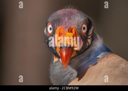 Un closeup di un avvoltoio re. Foto Stock