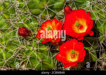 Primo piano dei fiori di un Echinocereus triglochidiatus cactus, più comunemente noto come il cactus della tazza di claret o il cactus della fragola nel Countr di collina Foto Stock