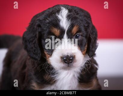 F1 Tri-colored Puppy in miniatura Bernedoodle in camera con parete rossa Foto Stock