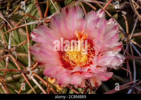 Primo piano di un Cactus di Crippler a Cavallo in fiore, chiamato anche testa del Diavolo, o Chisos Hedgehog Cactus, o Chisos Hedgehog nel Paese delle colline del Texas nea Foto Stock