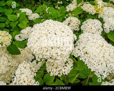 Fiori bianchi di Hydrangea Orborescens 'Annabelle' che crescono in un giardino britannico. Foto Stock