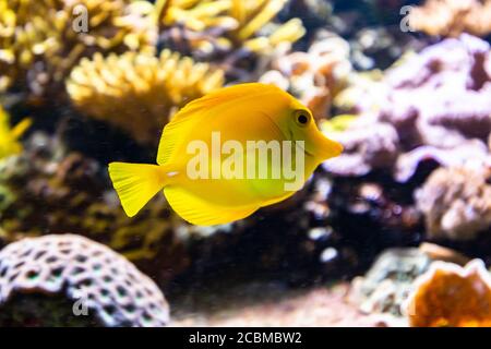 Primo piano di un tang giallo, uno dei pesci più popolari dell'acquario Foto Stock