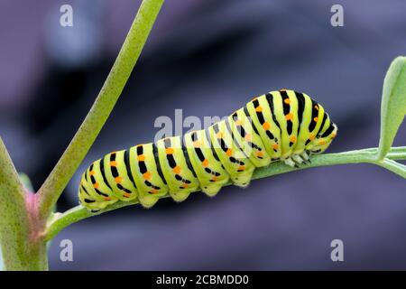 old World Swallowtail caterpillar (Papilio machaon). Foto Stock