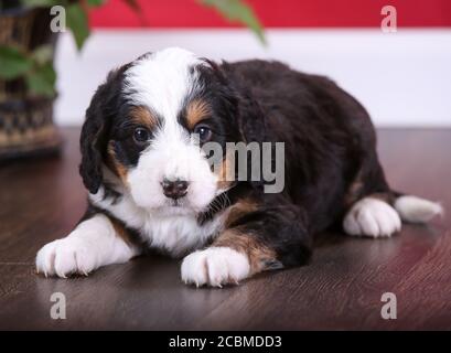 F1 Tri-colored Puppy in miniatura Bernedoodle in camera con parete rossa Foto Stock