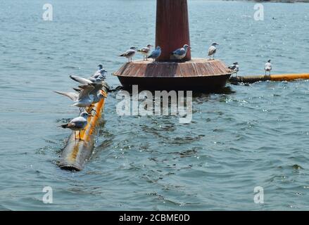 "Uccelli acquatici appollaiati su un tubo di metallo. Diverse varietà di uccelli si possono vedere in tutto il backwaters, mostrando una collezione mistificante Foto Stock
