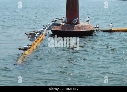 "Uccelli acquatici appollaiati su un tubo di metallo. Diverse varietà di uccelli si possono vedere in tutto il backwaters, mostrando una collezione mistificante Foto Stock
