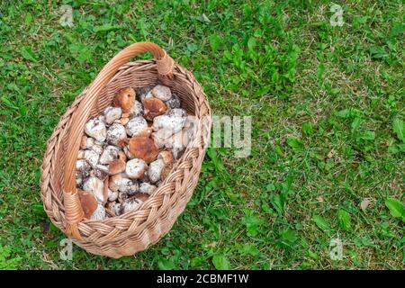 Vista dall'alto funghi freschi commestibili - boletus edulis in cesto su fondo erboso nella foresta. Borsa in vimini con funghi boletus sul prato. Raccolta di pres Foto Stock