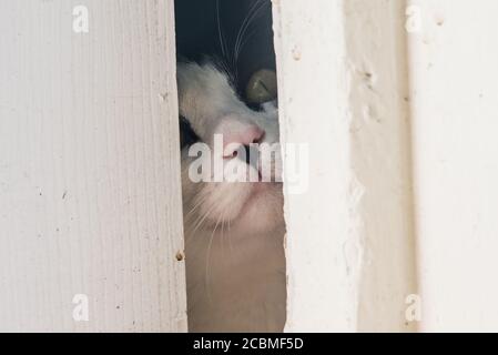 Un gatto curioso che sbirciola attraverso una crepa lasciata da una porta parzialmente aperta. Il gatto interno guarda curiosamente l'esterno. Foto Stock