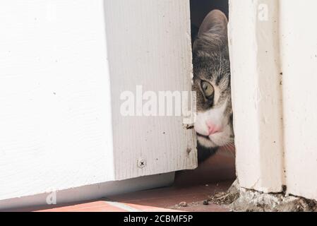 Un gatto curioso che sbirciola attraverso una crepa lasciata da una porta parzialmente aperta. Il gatto interno guarda curiosamente l'esterno. Foto Stock