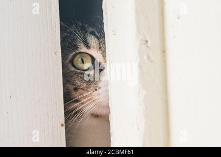 Un gatto curioso che sbirciola attraverso una crepa lasciata da una porta parzialmente aperta. Il gatto interno guarda curiosamente l'esterno. Foto Stock