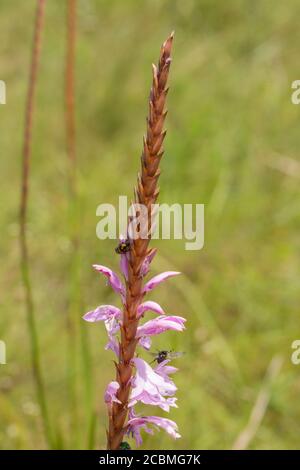 Watsonia fiorita rosa con Bug vicino al deserto Rosso, Port Edward, KwaZulu-Natal, Sud Africa Foto Stock