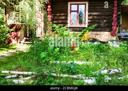 tronchi di betulla e letto di fiori di fronte al legno russo casa sulla soleggiata giornata estiva Foto Stock